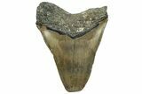 Fossil Megalodon Tooth - North Carolina #319921-2